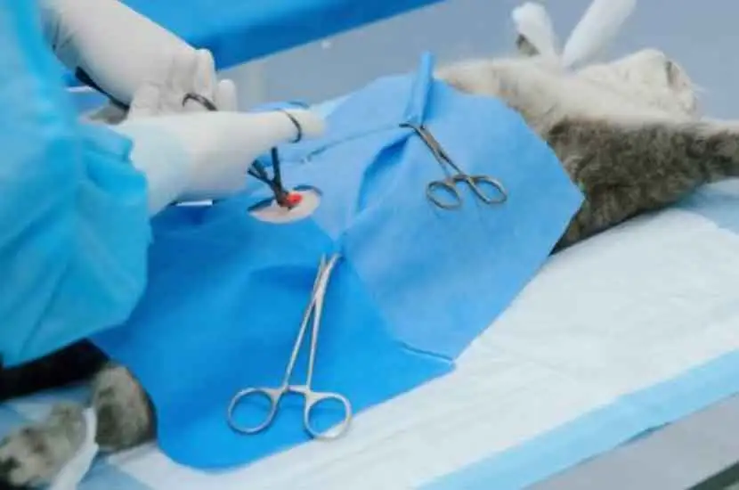 What is Veterinary Dental Devices from RHC Medical?