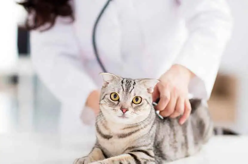 What is Veterinary Diagnostics Apparatus?