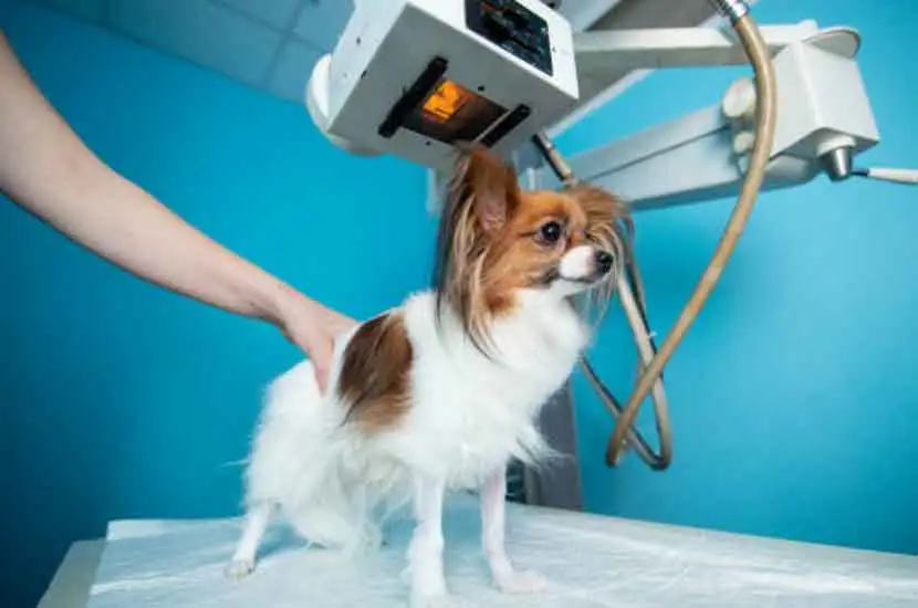 What is Veterinary lmaging Machine?