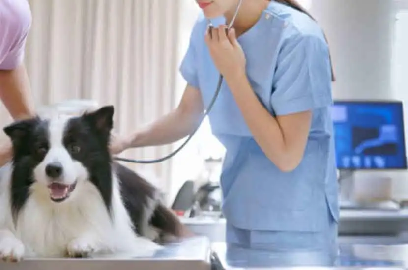 Veterinary Anesthesia Machines: Ensuring Safe Surgical Procedures