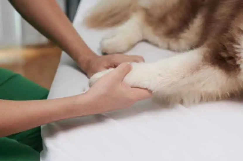 What is Veterinary Laser Therapy Equipment from RHC Medical?