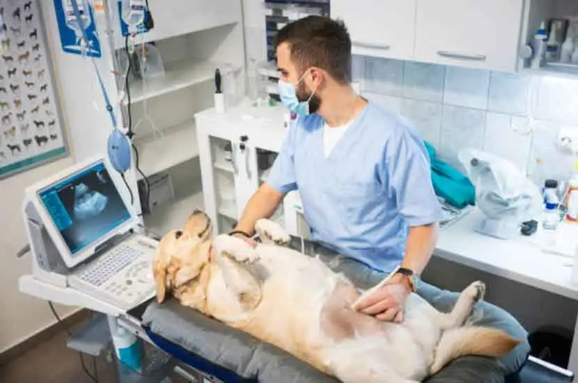 RHC Medical's V5: Revolutionizing Veterinary Anesthesia