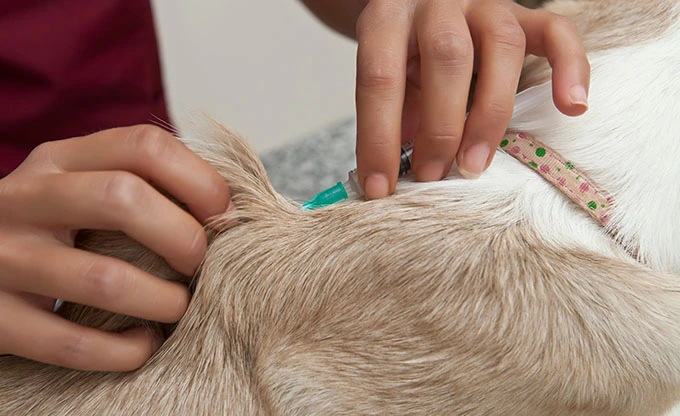 Advancing Veterinary Care: The Expanding Market for Veterinary Anesthesia Machines