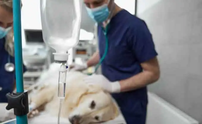 Advancing Veterinary Care in Southeast Asia: The Role of Anesthesia Machines