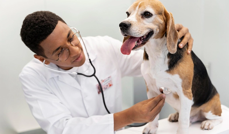 Hot Questions of RHC Animal Medical Devices